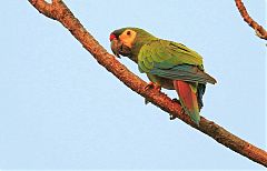 Blue-winged Macaw